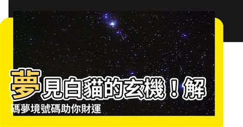 夢見白貓號碼|【夢見貓號碼】夢見貓號碼解析！揭開神秘夢境，讓你。